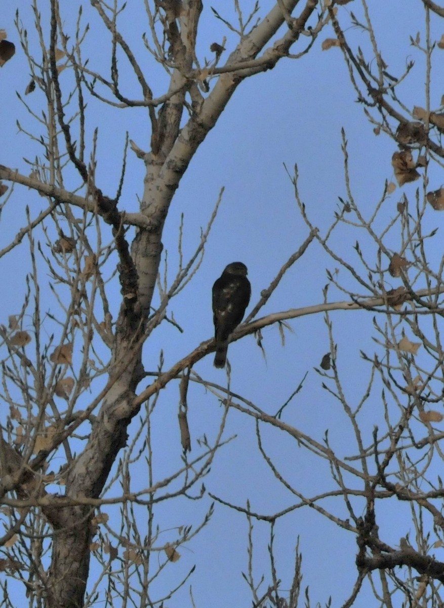 krahujec americký - ML646946155