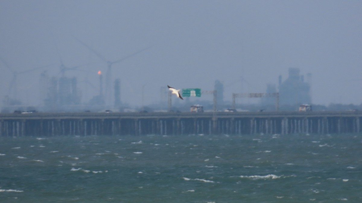 紅腳鰹鳥 - ML646946156