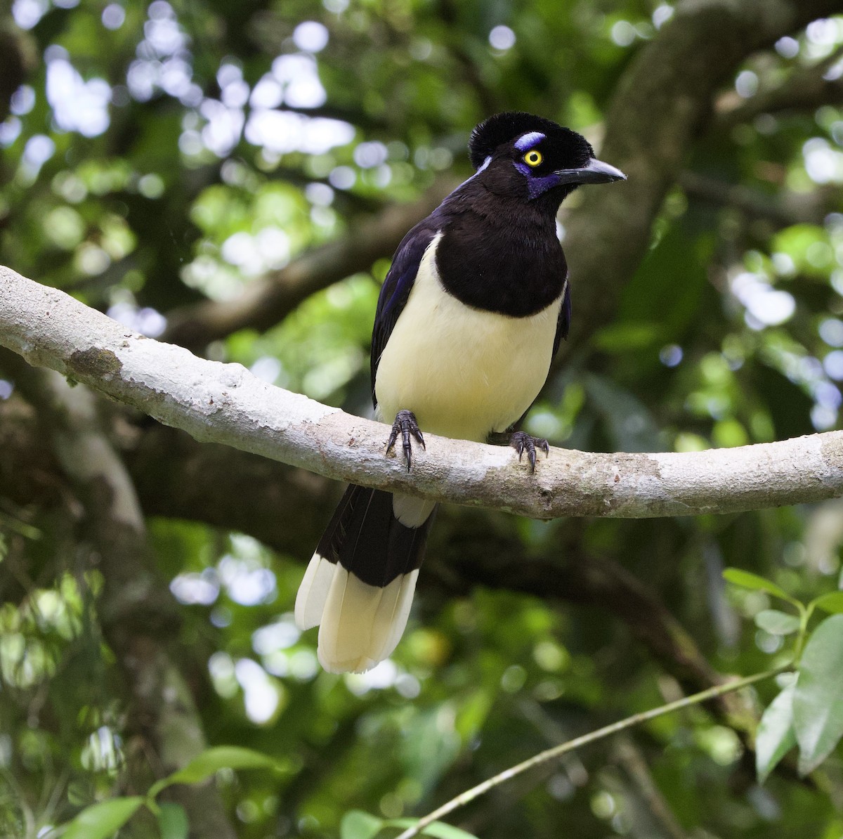 Plush-crested Jay - ML646946157
