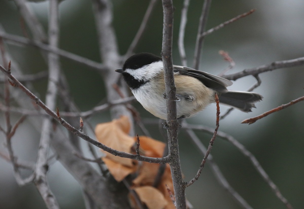 Black-capped Chickadee - ML646946158