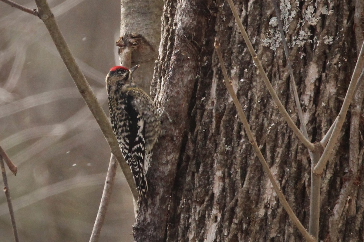 Yellow-bellied Sapsucker - ML646946159