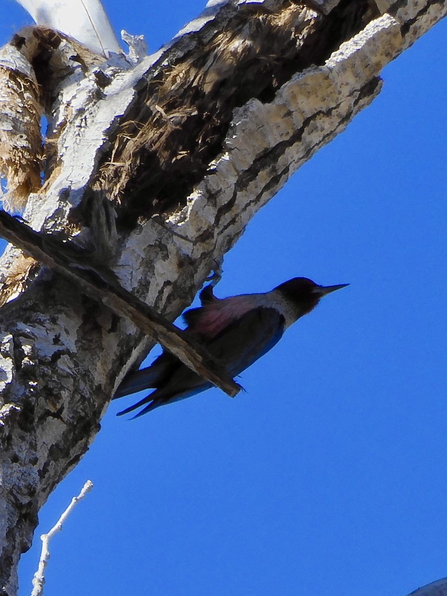 Lewis's Woodpecker - ML646946163