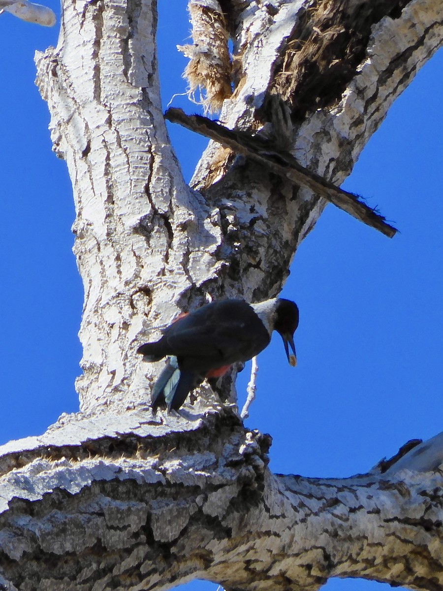 Lewis's Woodpecker - ML646946164