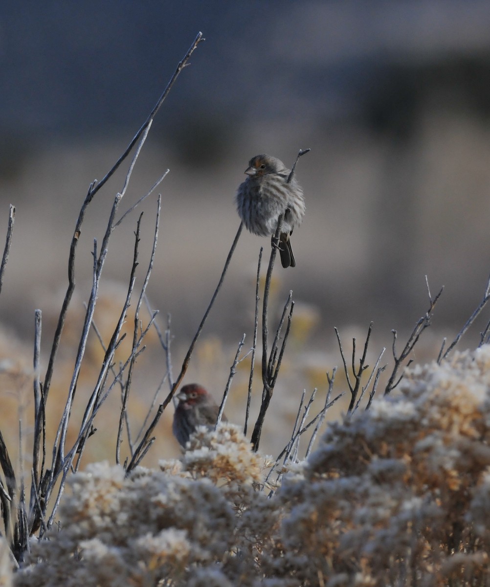 hýl rudoprsý - ML646946166