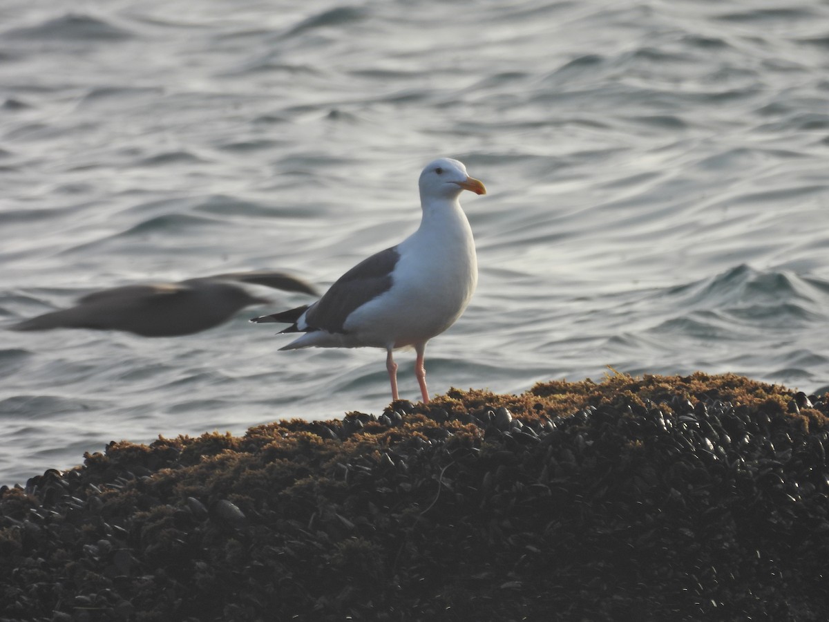 アメリカオオセグロカモメ - ML646946167