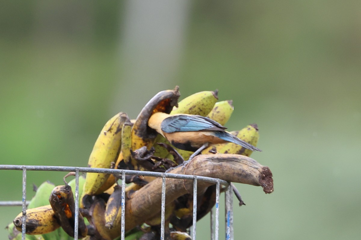 Разноцветная танагра - ML646946169