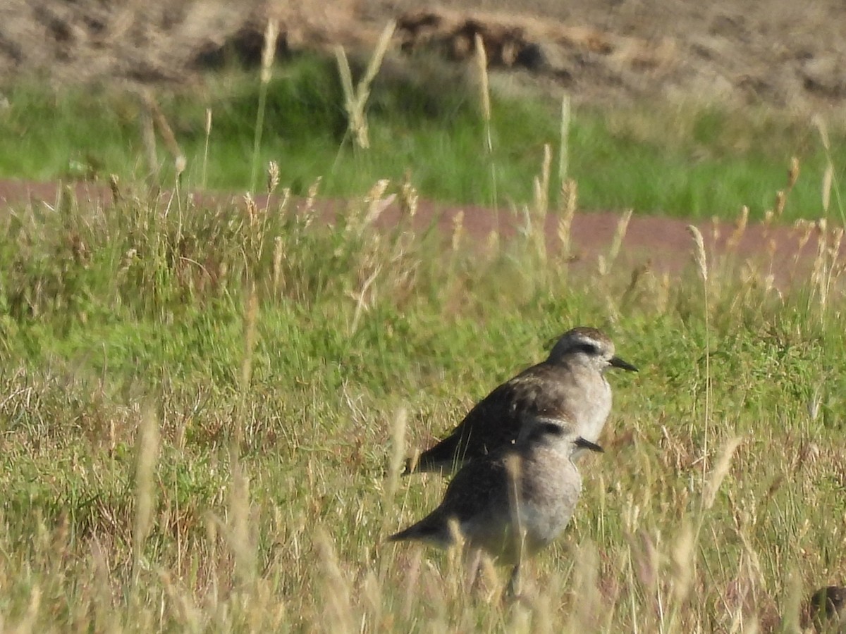アメリカムナグロ - ML646946176