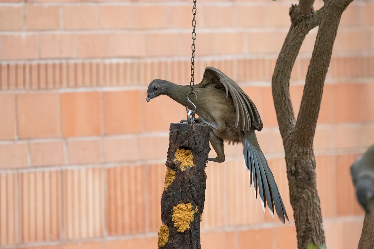 Plain Chachalaca - ML646946177