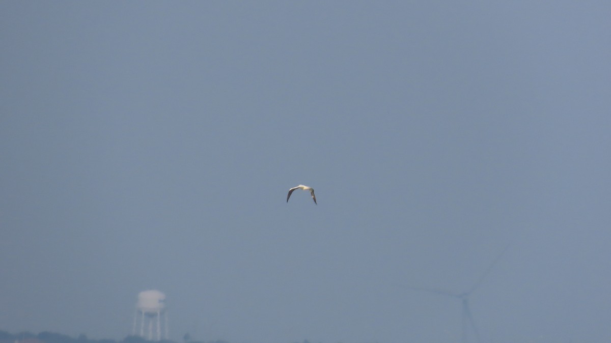 紅腳鰹鳥 - ML646946181