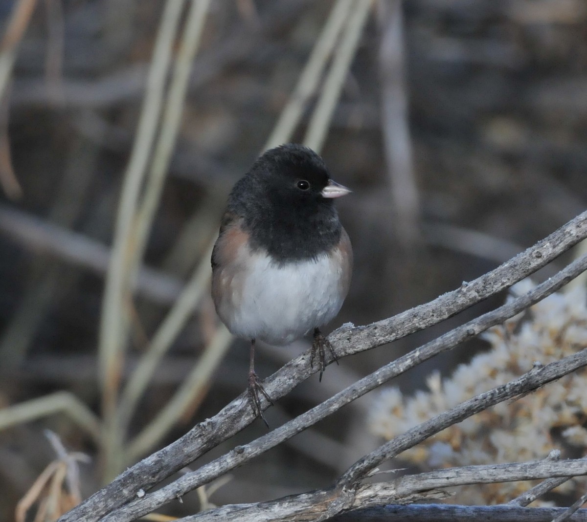 strnadec zimní [skupina oreganus] - ML646946183