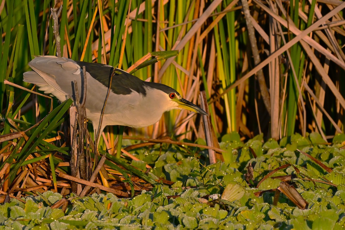 Black-crowned Night Heron - ML646946184