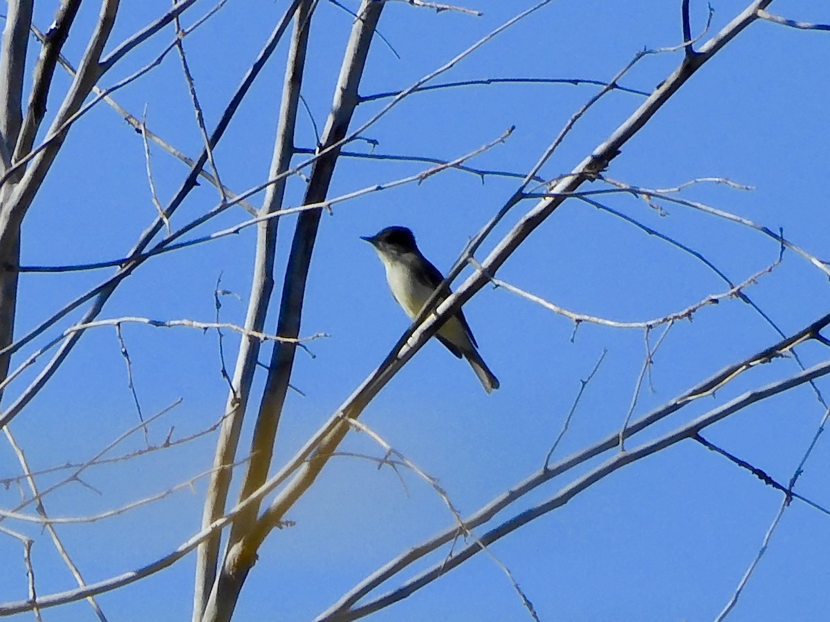 Eastern Phoebe - ML646946186