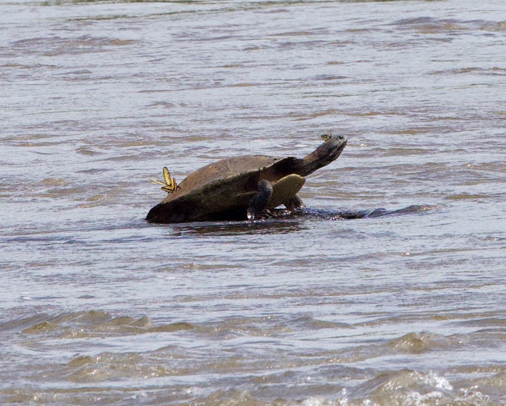 Williams' South-American Side-necked Turtle - ML646946191