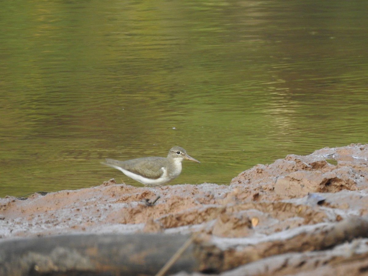 Spotted Sandpiper - ML646946192