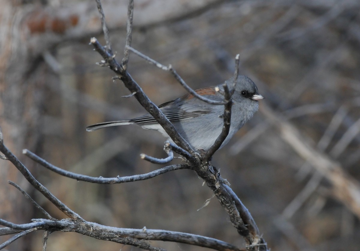 strnadec zimní (ssp. caniceps) - ML646946193