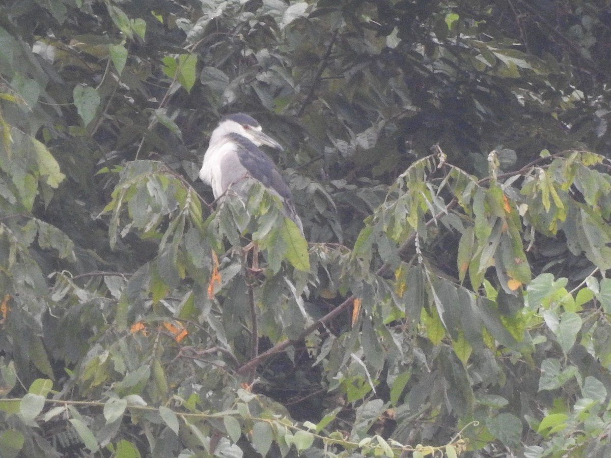 Ногоовор зашин - ML646946206