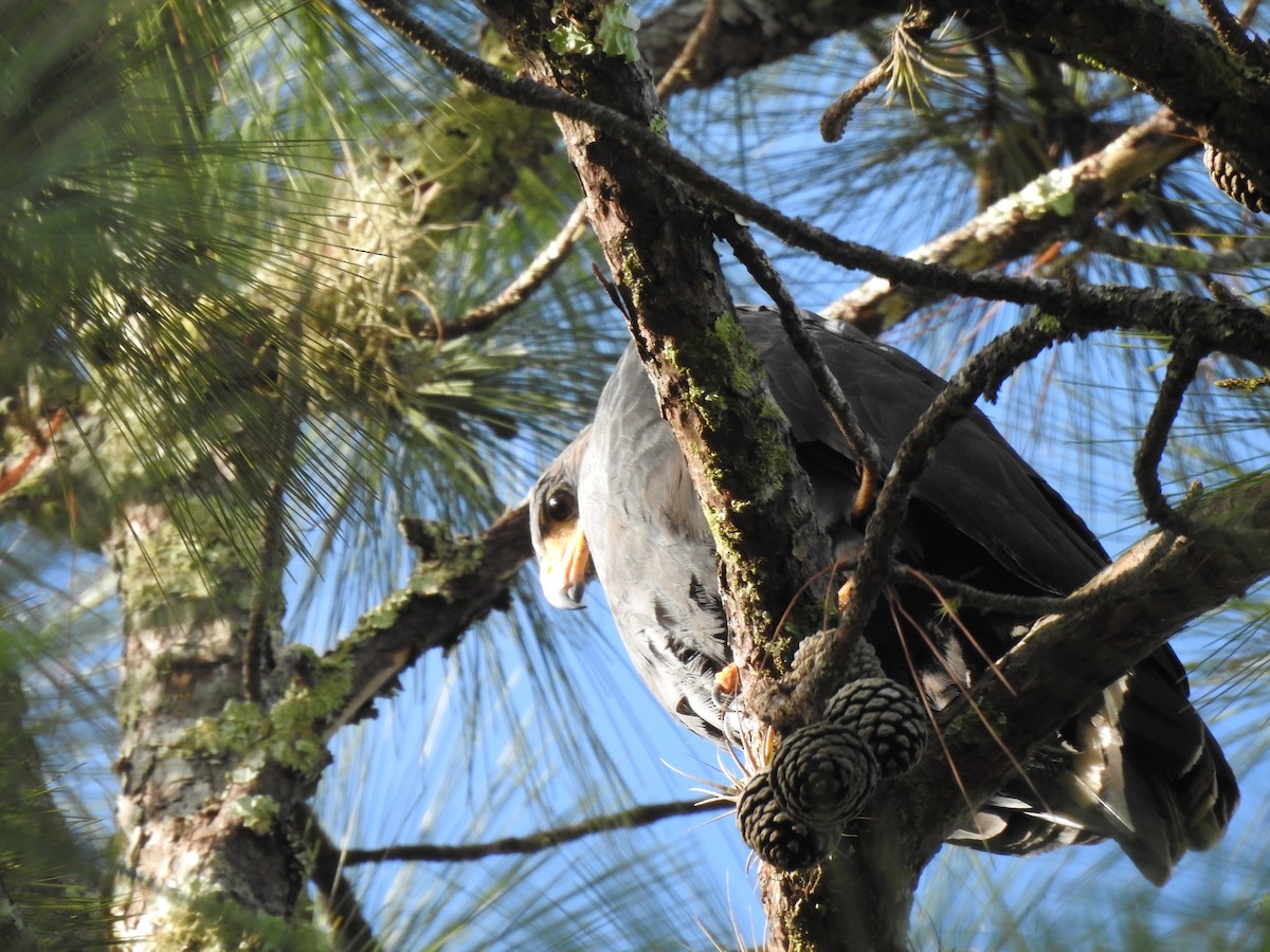 Common Black Hawk - ML646946211