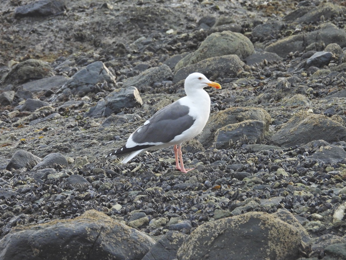 アメリカオオセグロカモメ - ML646946214