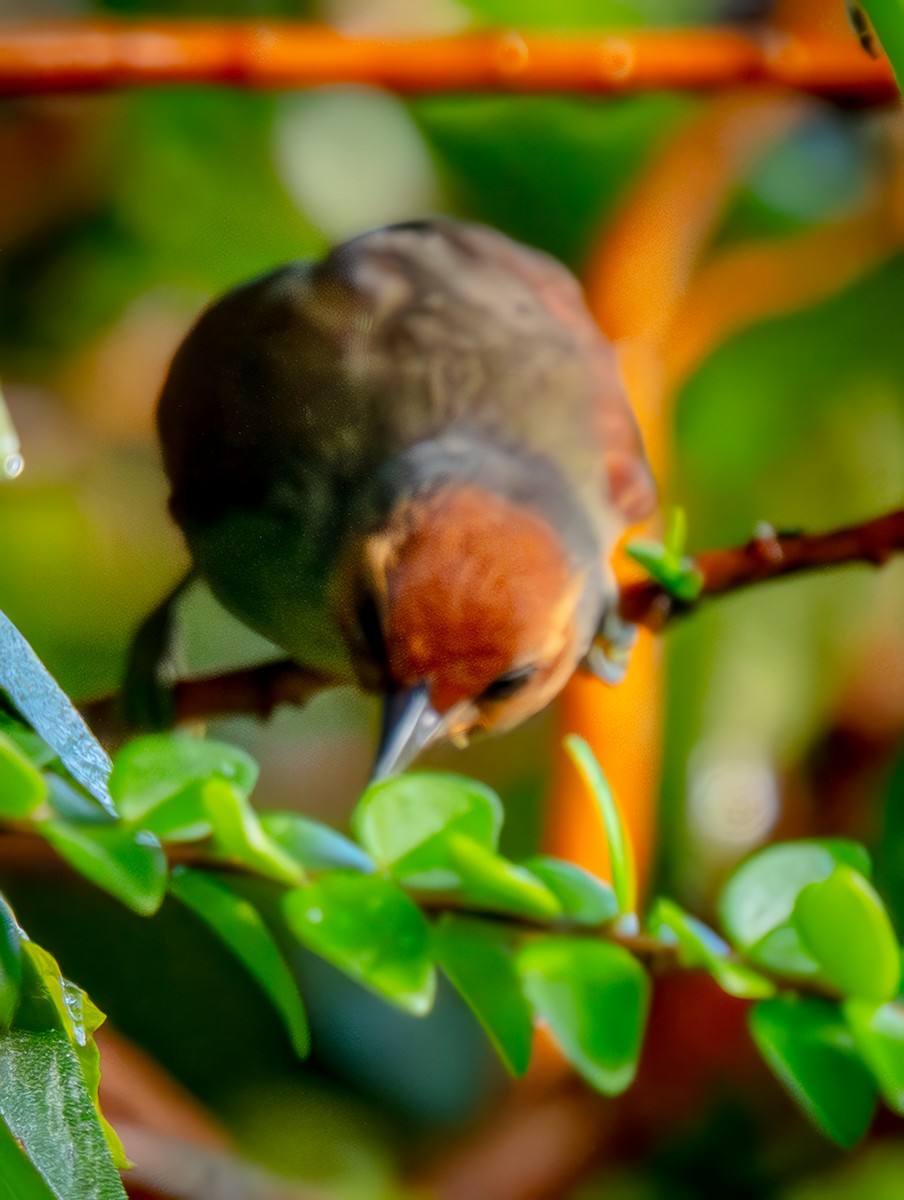 Red-faced Spinetail - ML646946219