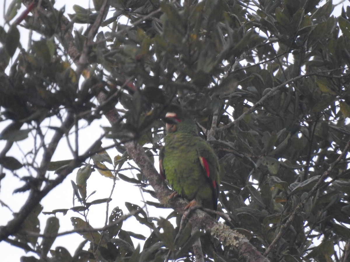 White-fronted Amazon - ML646946226