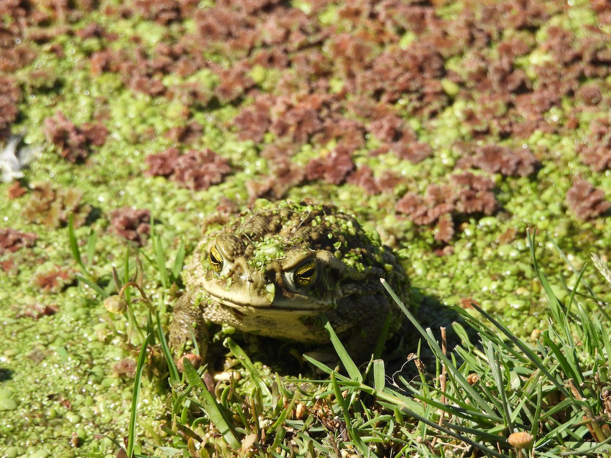 Argentine Toad - ML646946228