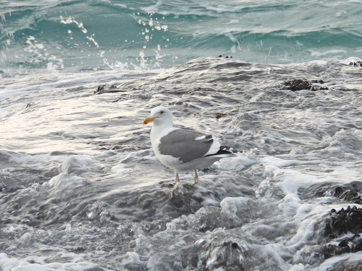 アメリカオオセグロカモメ - ML646946229