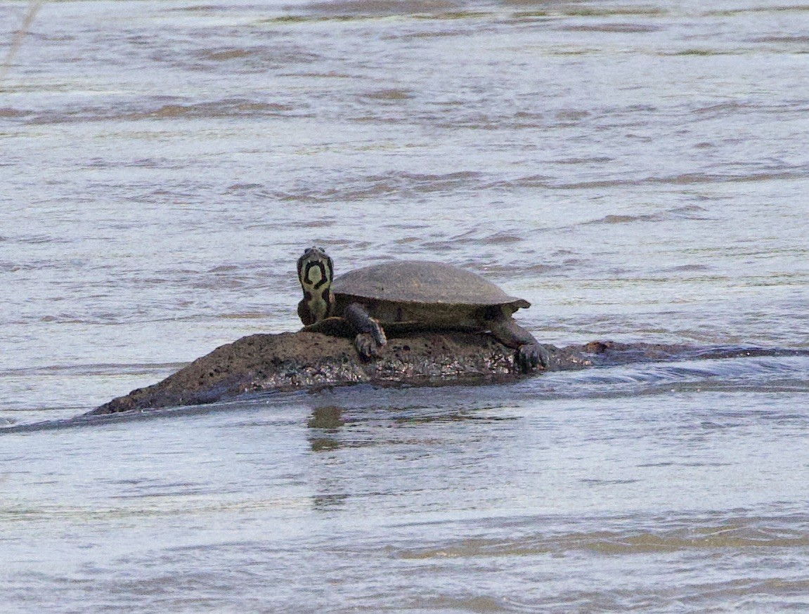 Williams' South-American Side-necked Turtle - ML646946230