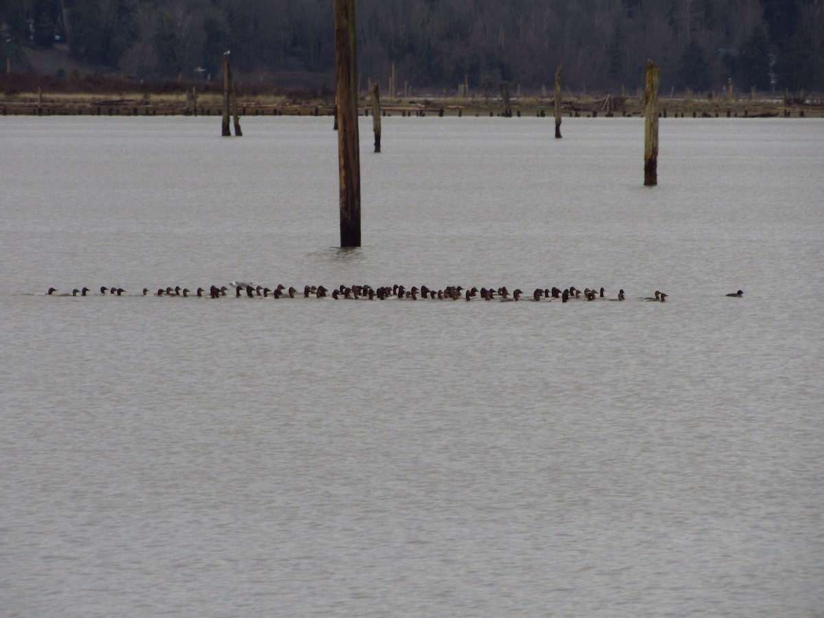 Fuligule à dos blanc - ML646946235