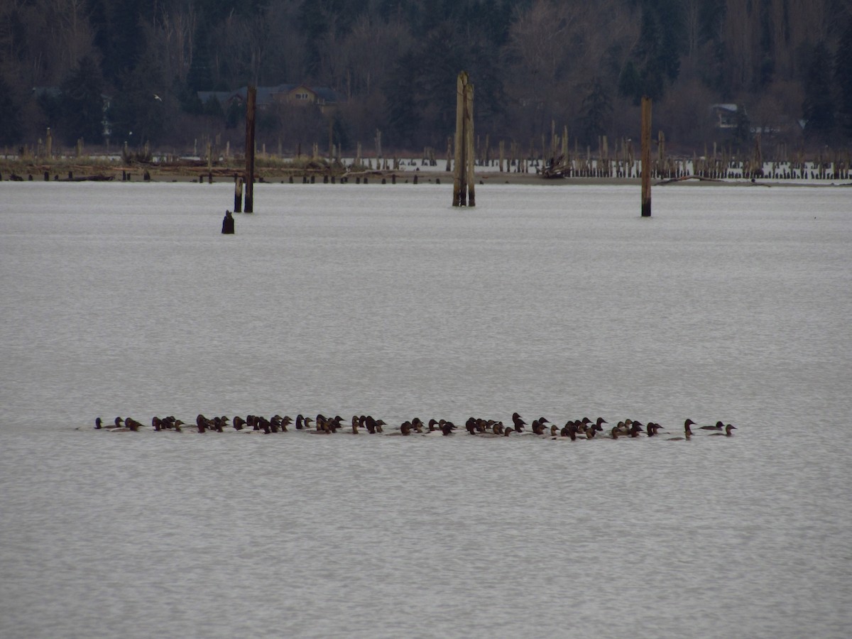 Fuligule à dos blanc - ML646946236