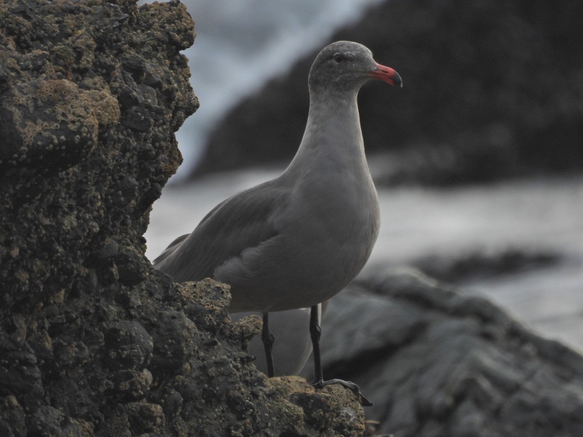 Heermann's Gull - ML646946237