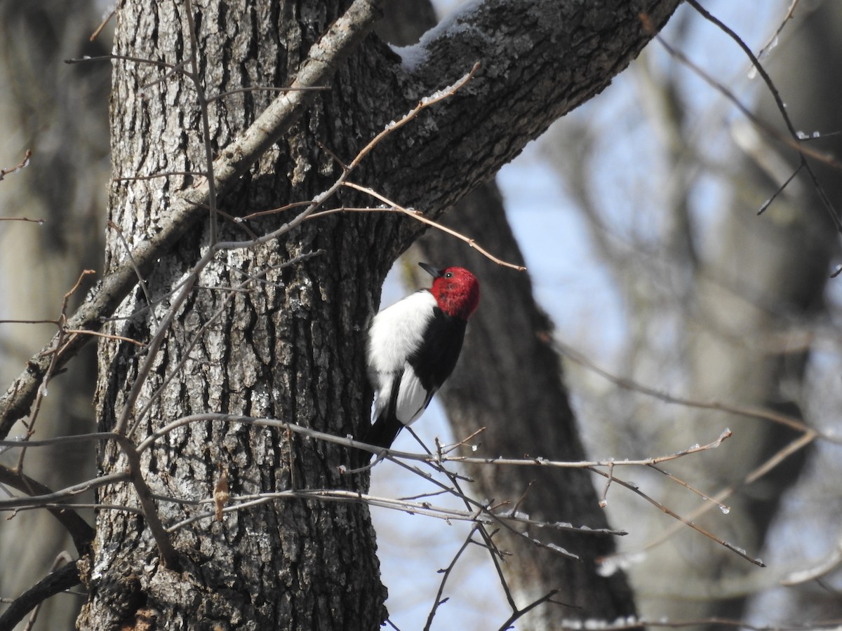 Red-headed Woodpecker - ML646946239