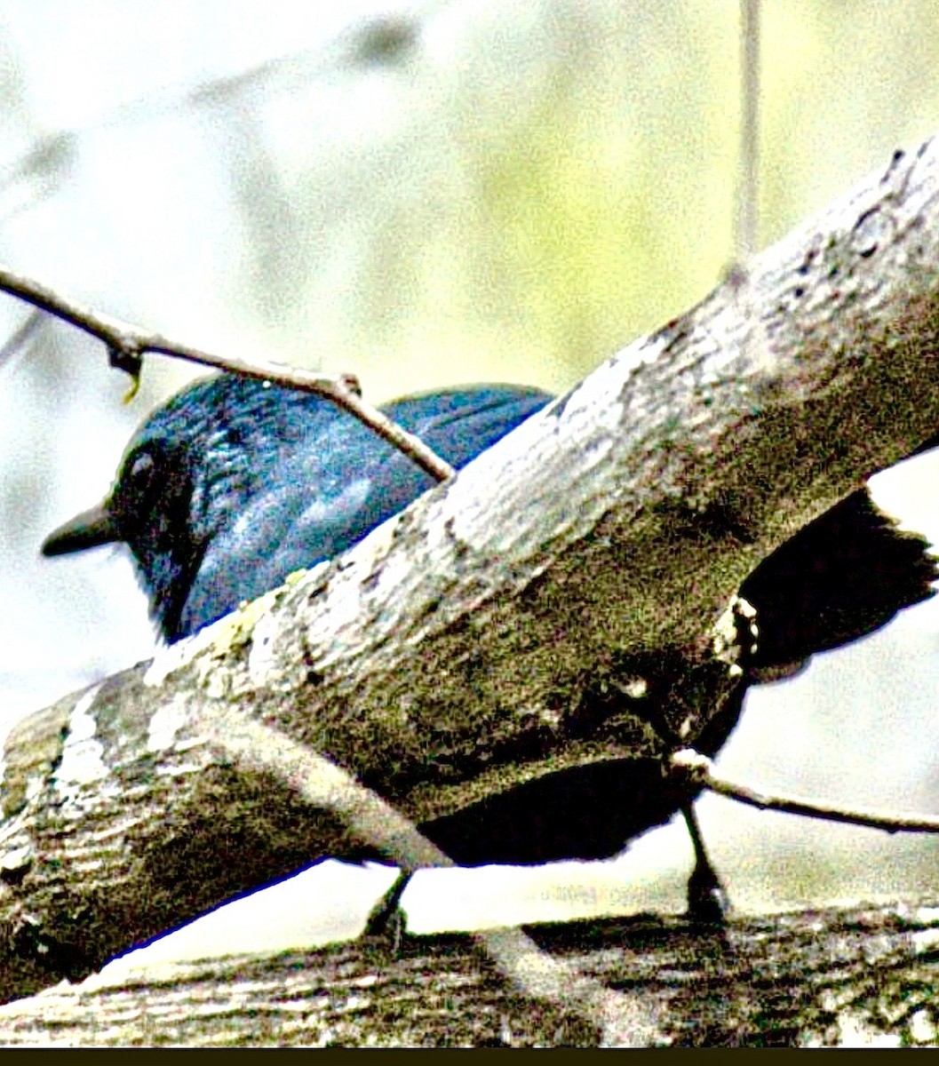 Blue Mockingbird - ML646946240