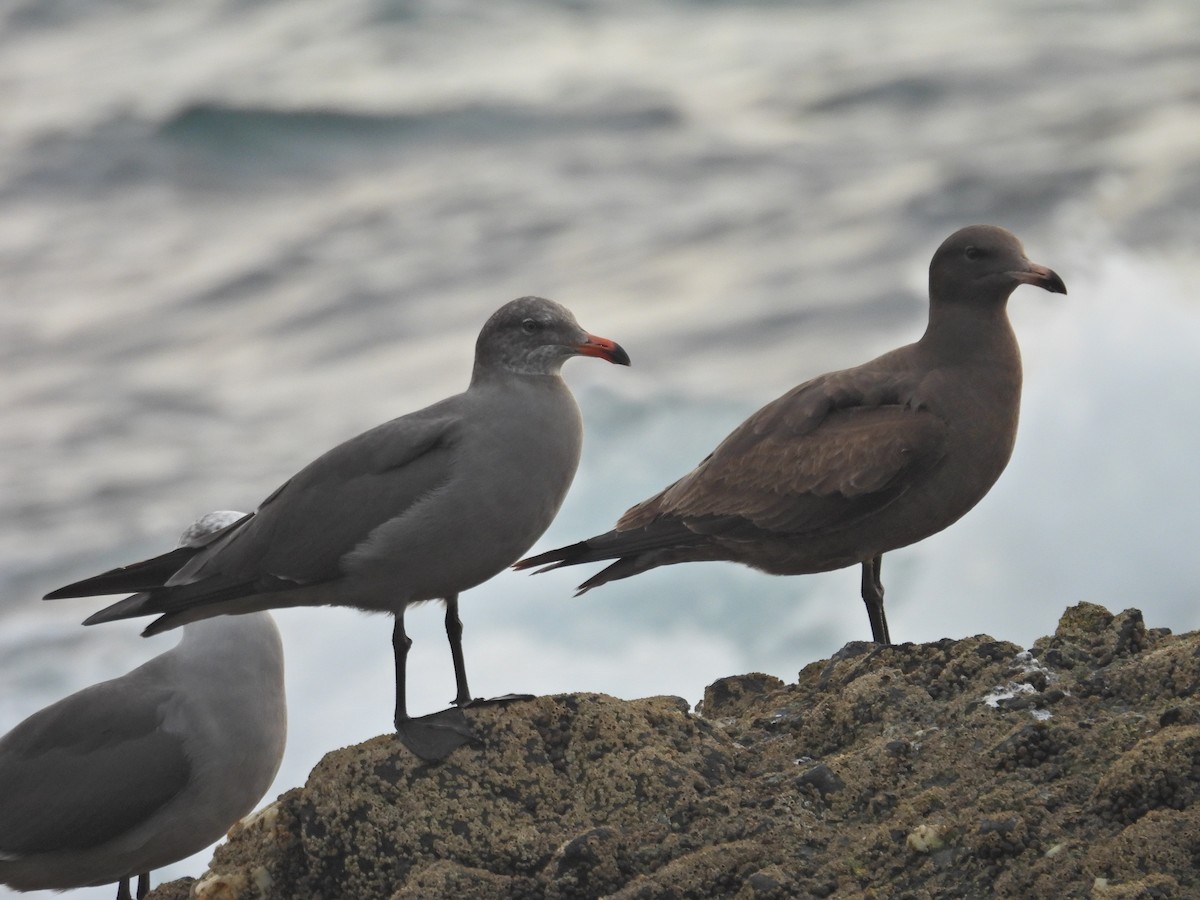 Heermann's Gull - ML646946241