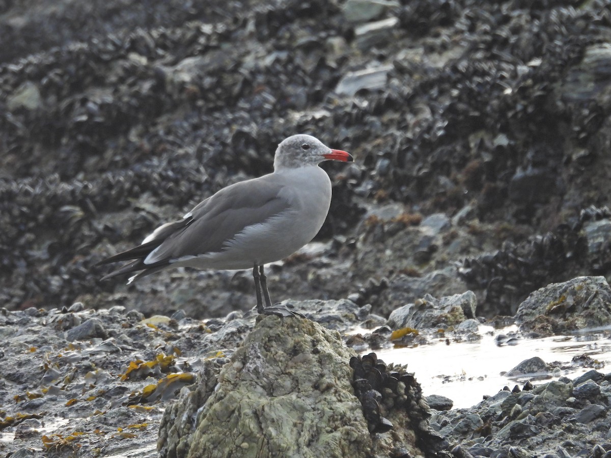 Heermann's Gull - ML646946243