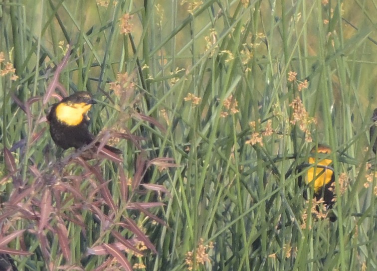 Yellow-headed Blackbird - ML646946244