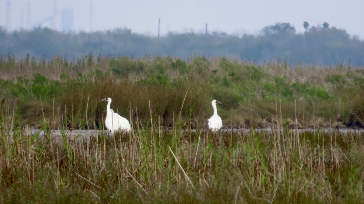 アメリカシロヅル - ML646946246