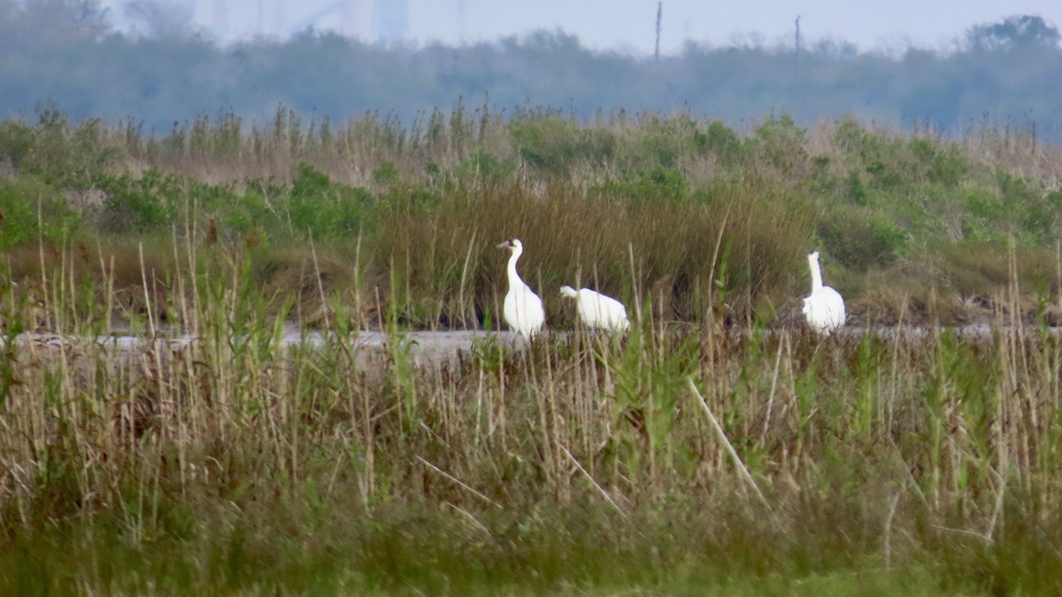 アメリカシロヅル - ML646946255