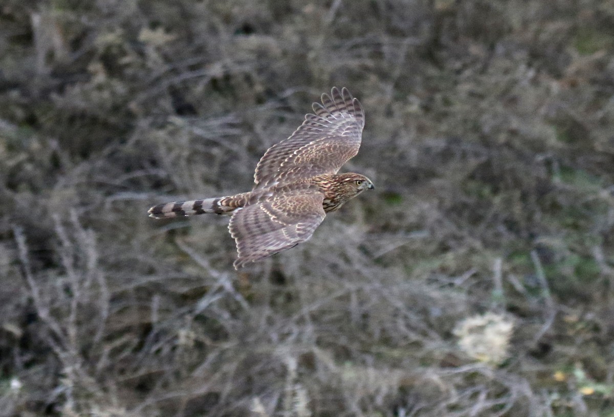 Cooper's Hawk - ML646946257