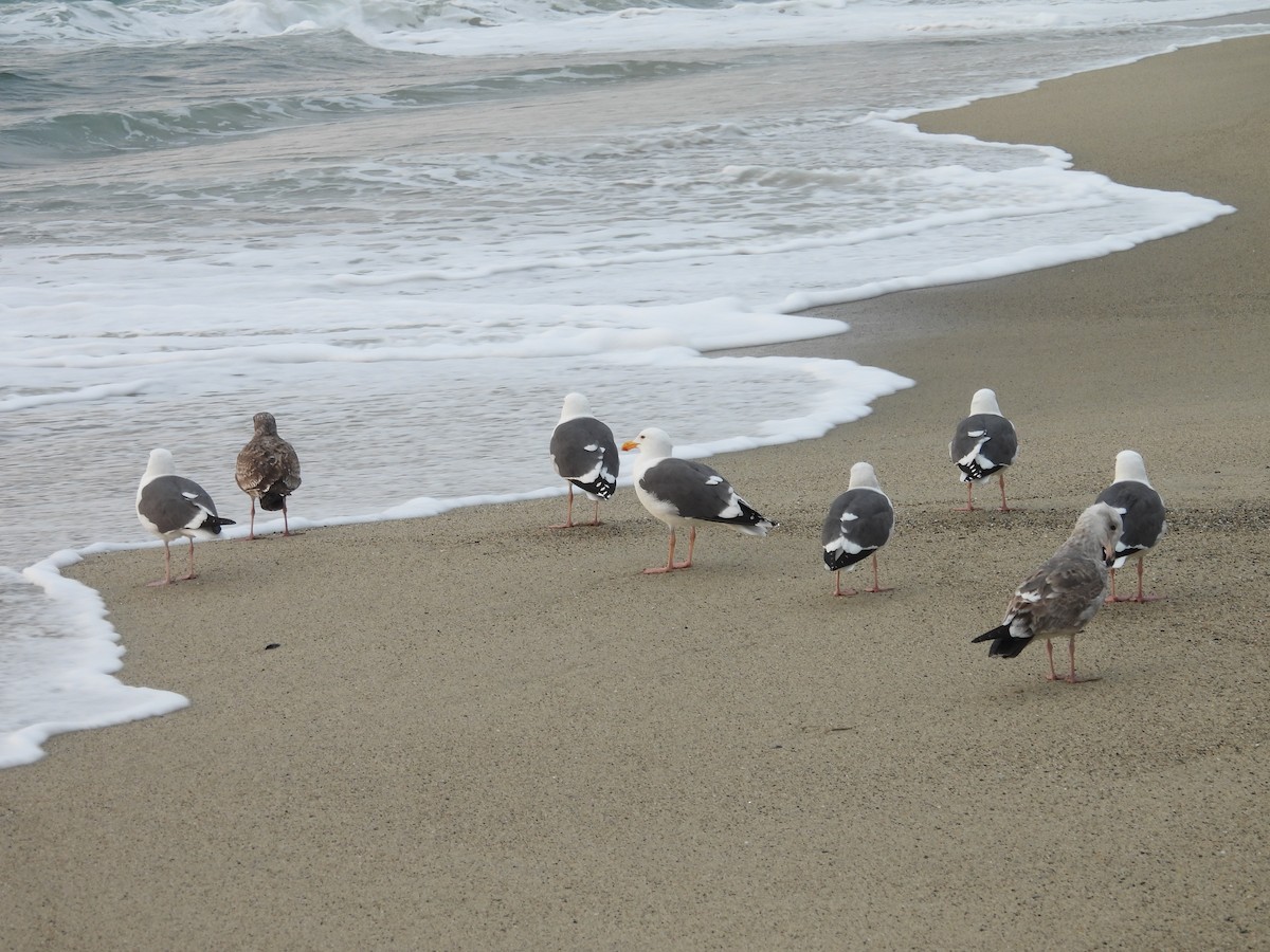 アメリカオオセグロカモメ - ML646946259