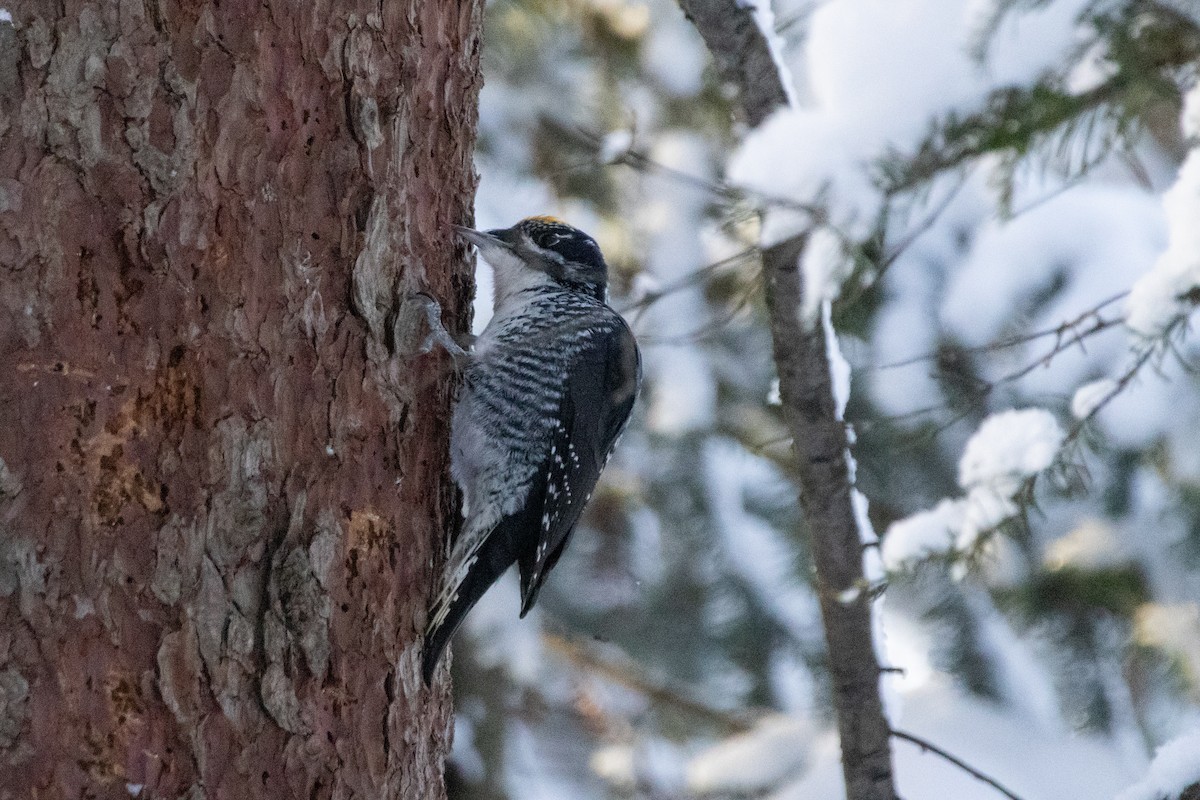 datlík smrkový - ML646946262