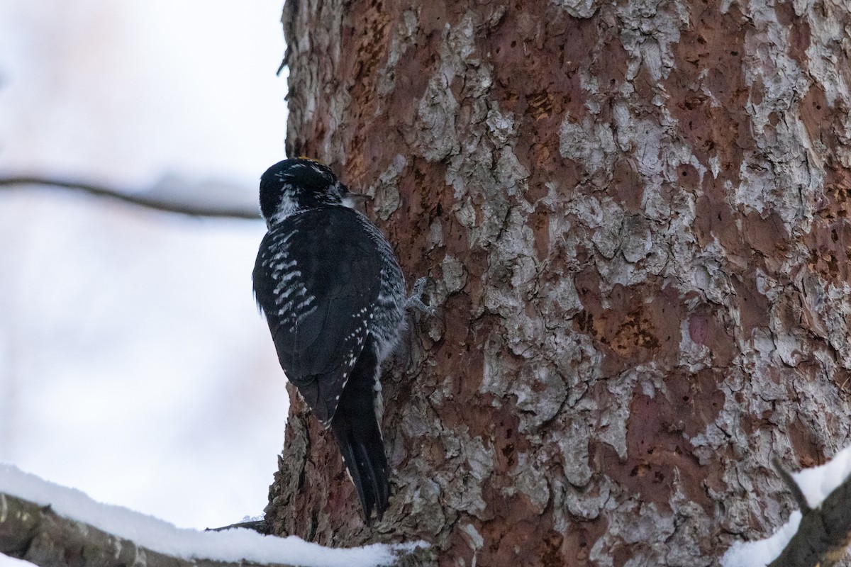 datlík smrkový - ML646946265