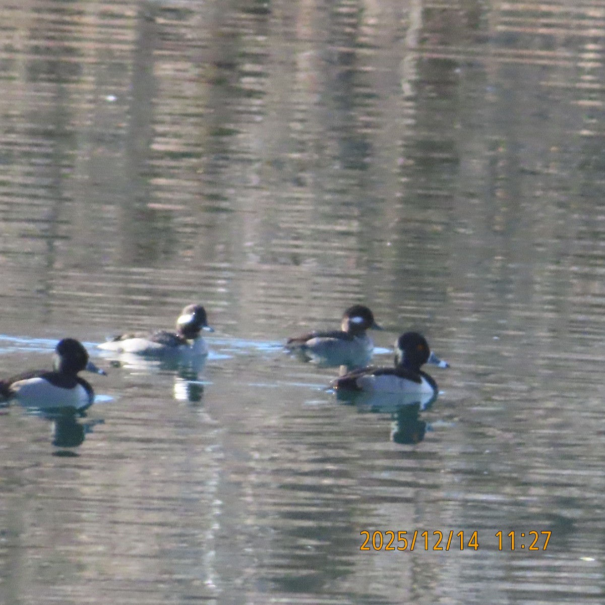 Гоголь-головастик - ML646946267