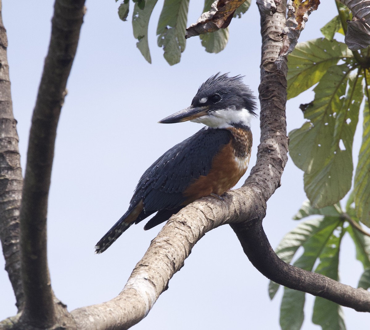 Ringed Kingfisher - ML646946270