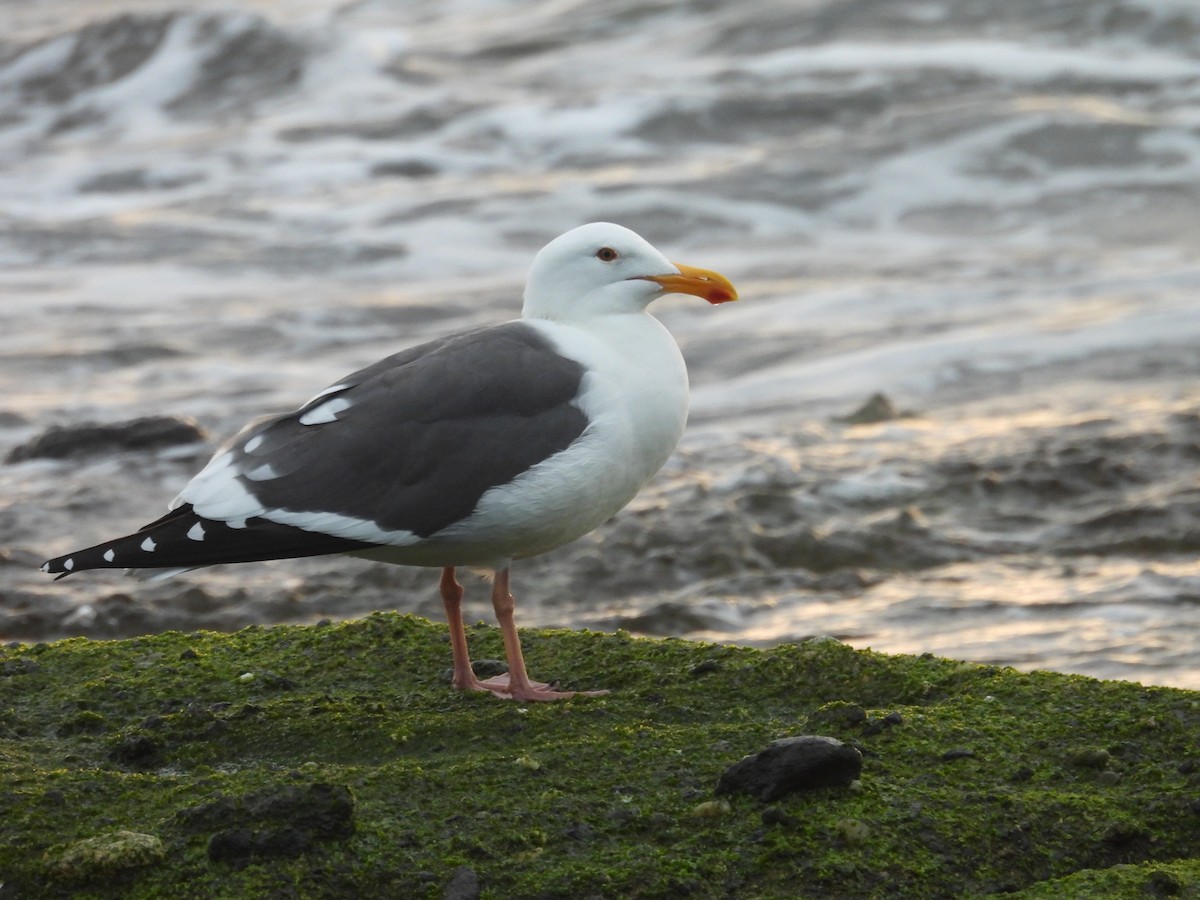 アメリカオオセグロカモメ - ML646946272
