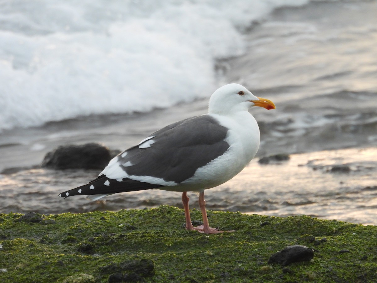アメリカオオセグロカモメ - ML646946275
