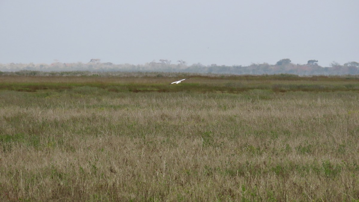 アメリカシロヅル - ML646946278