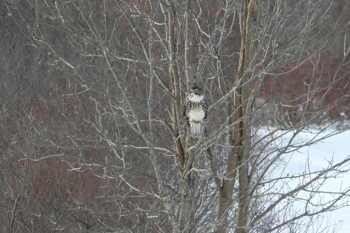 Red-tailed Hawk - ML646946281