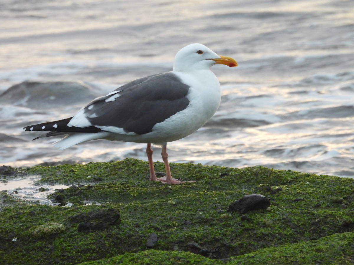 アメリカオオセグロカモメ - ML646946284