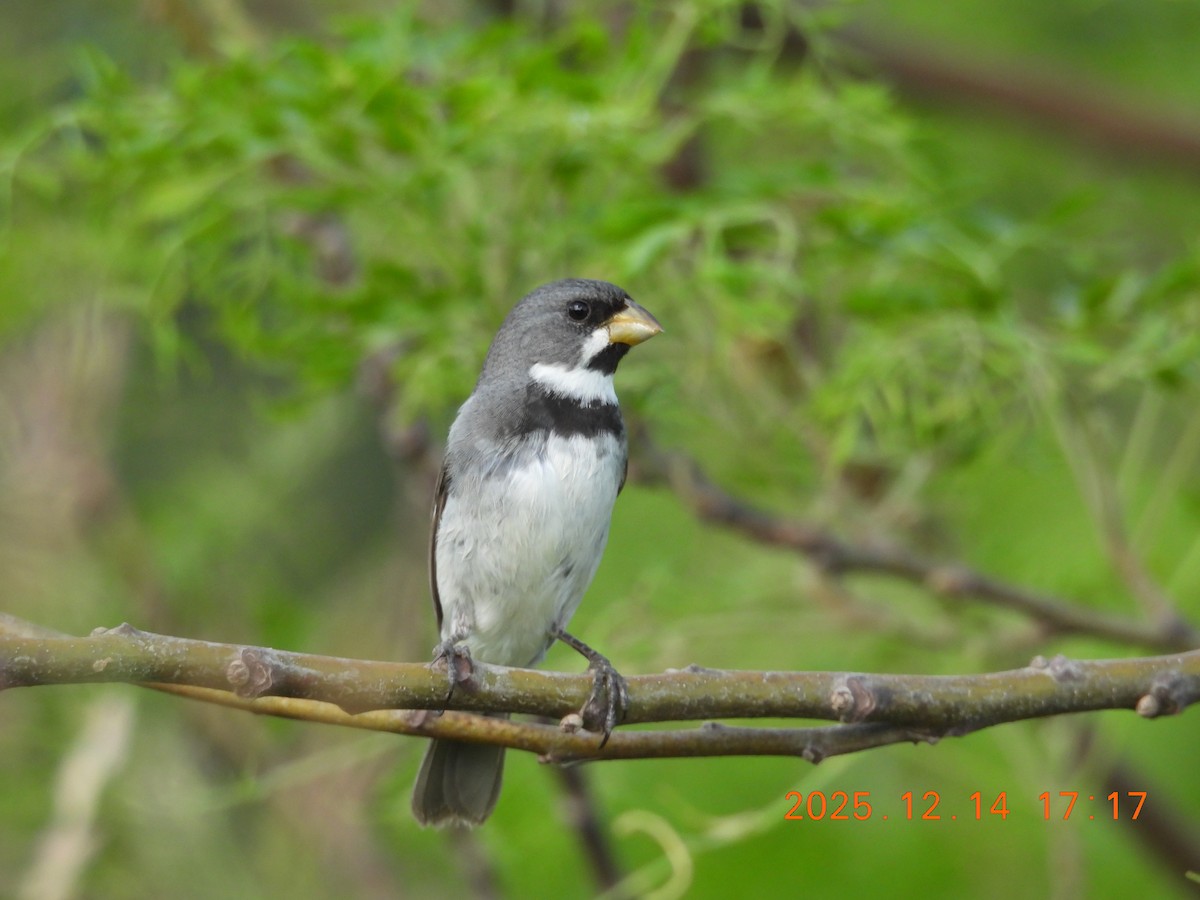 Double-collared Seedeater - ML646946285