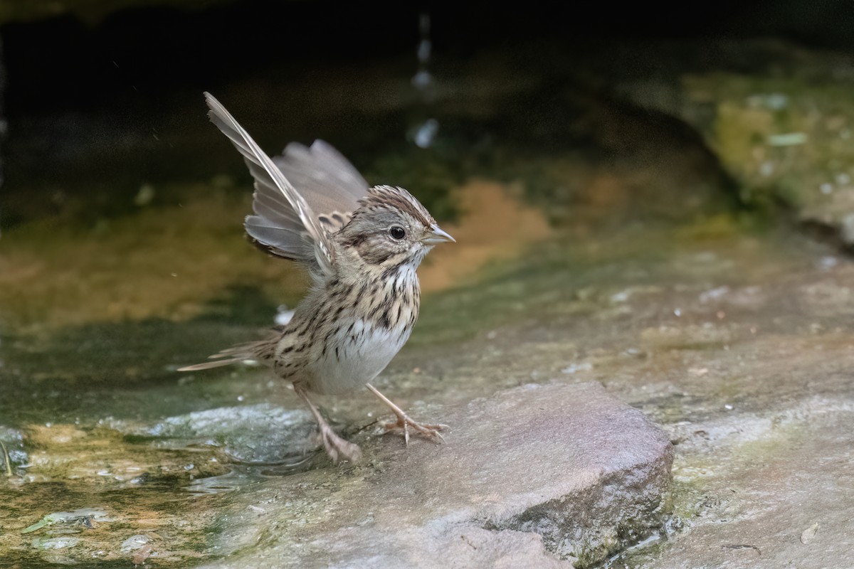 strnadec pruhohlavý - ML646946287